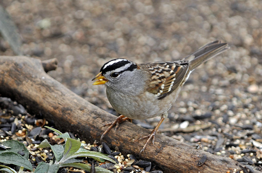 White Crowned Sparrow with Seeds Photograph by Laura Mountainspring