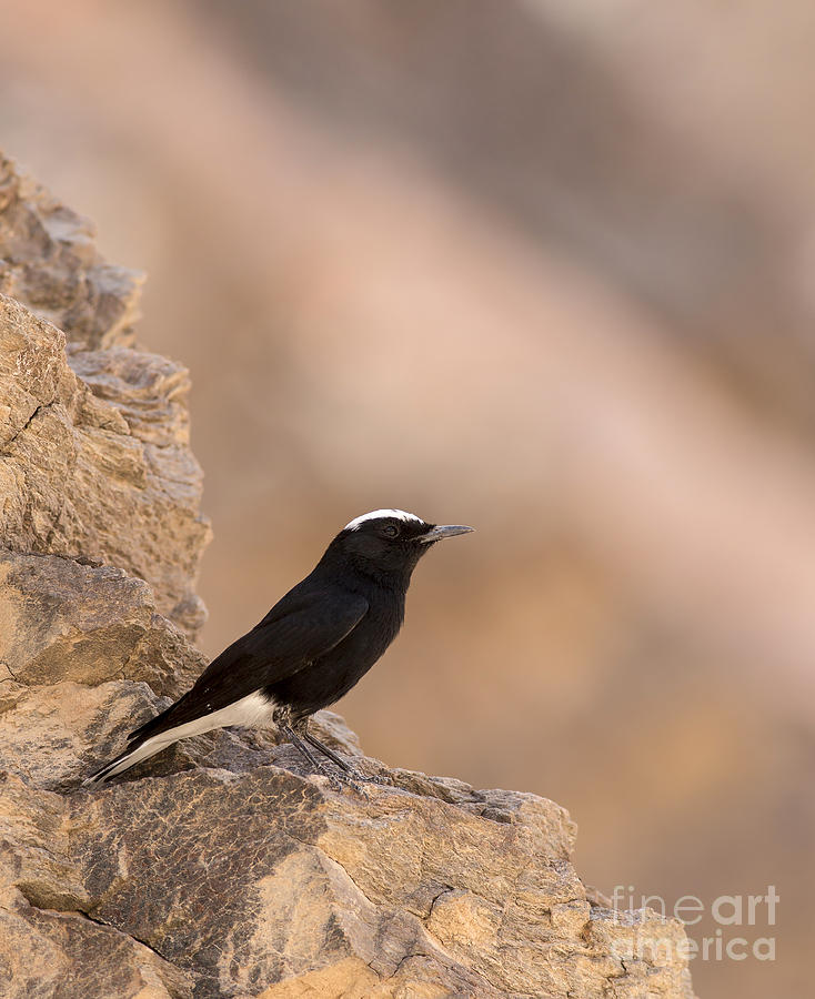 White-crowned Wheatear  Photograph by Alon Meir