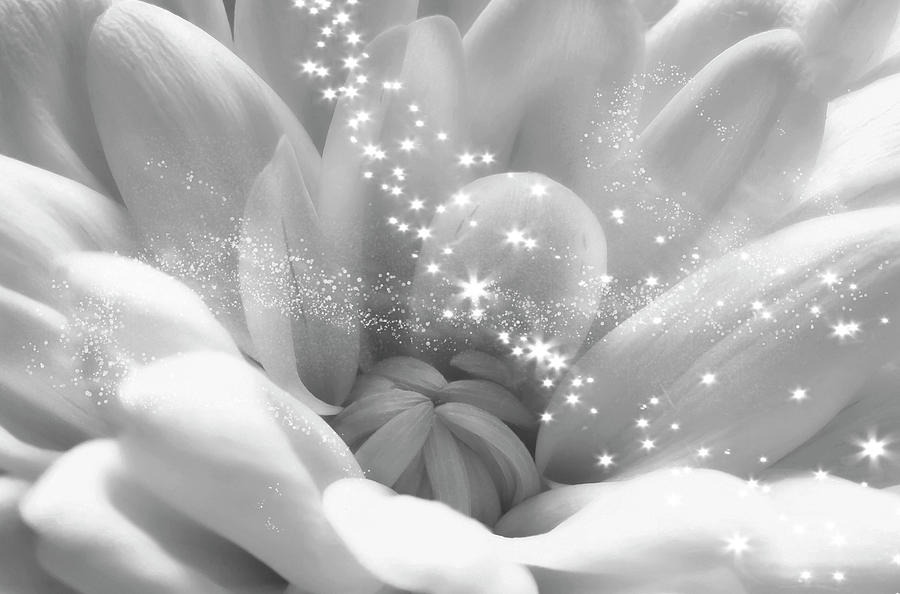 White Crysanthemum And Stars Photograph by Johanna Hurmerinta