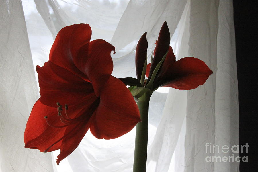 White Curtain Red Amaryllis Photograph by Robin Pedrero
