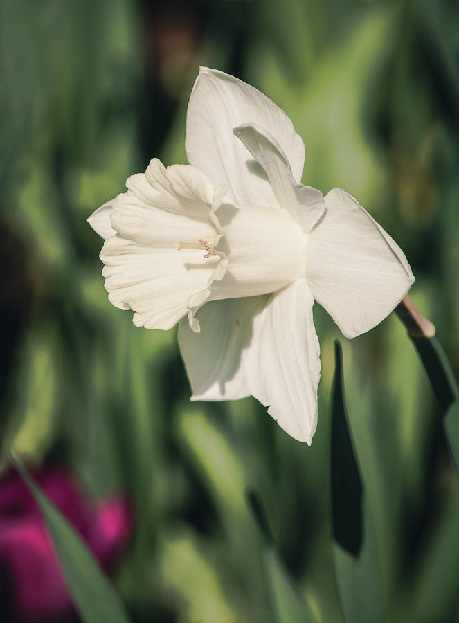 White Daffodil 8239 Photograph by Teresa Wilson