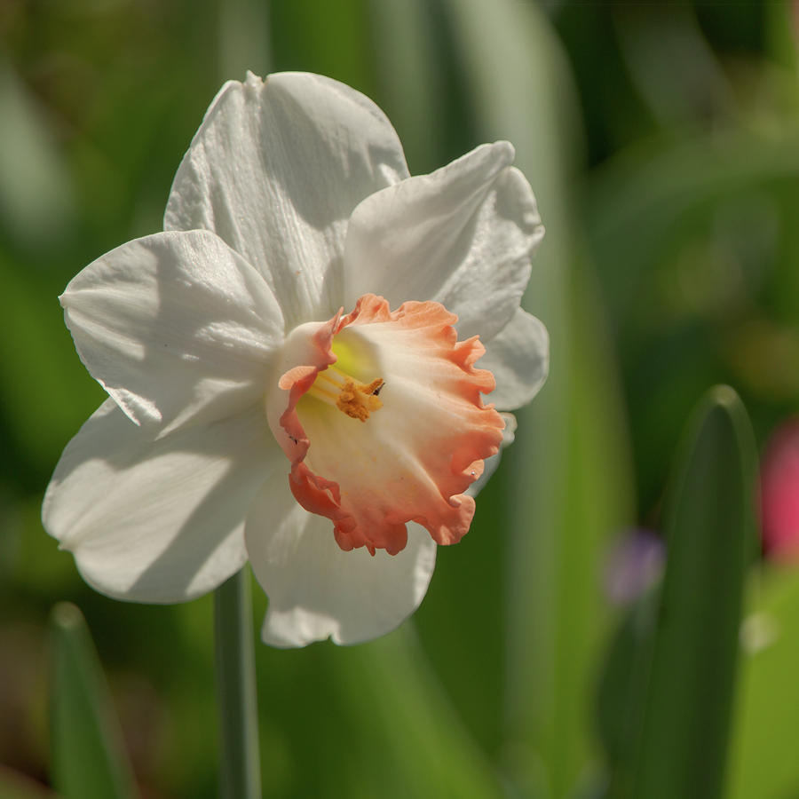 White Daffodil 8319 Photograph by Teresa Wilson