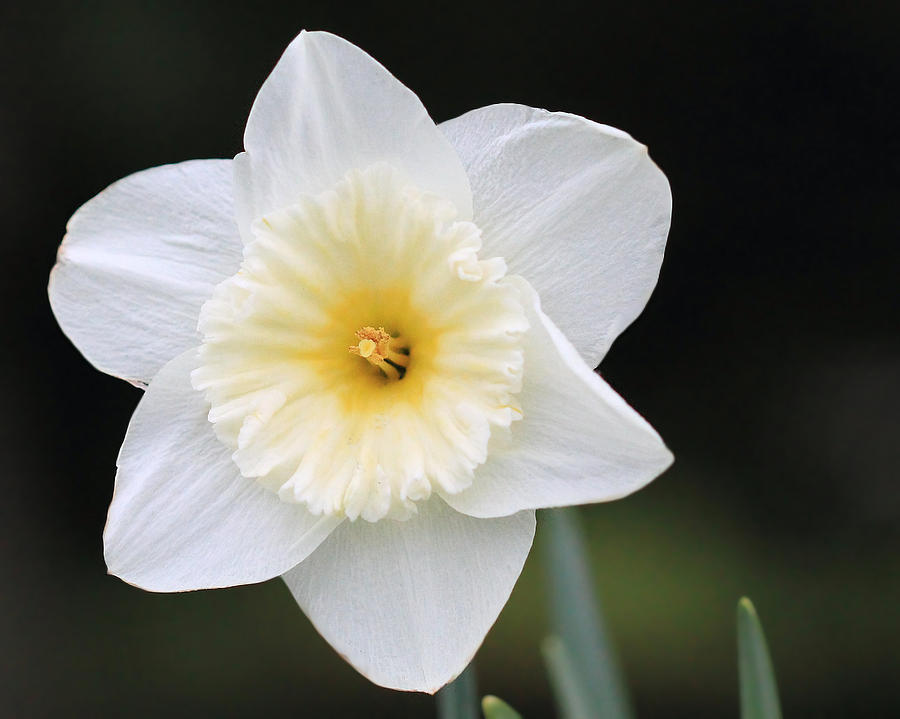 White Daffodil Photograph by Angela Murdock