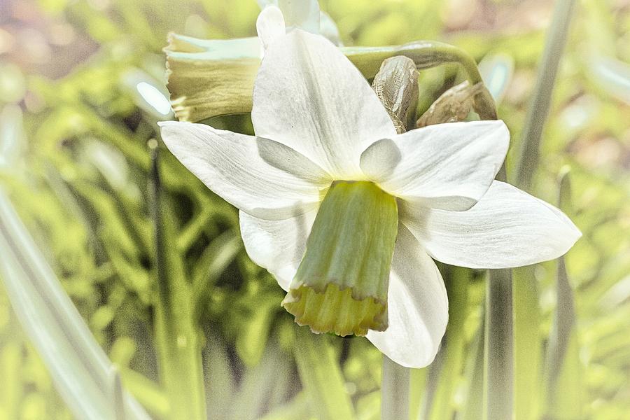 White Daffodil Photograph by Constantine Gregory