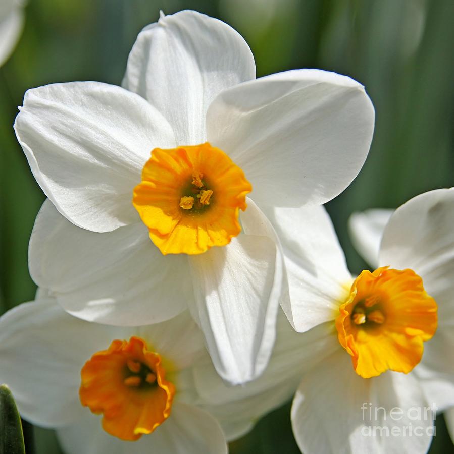 White Daffodil Photograph by DJ Florek