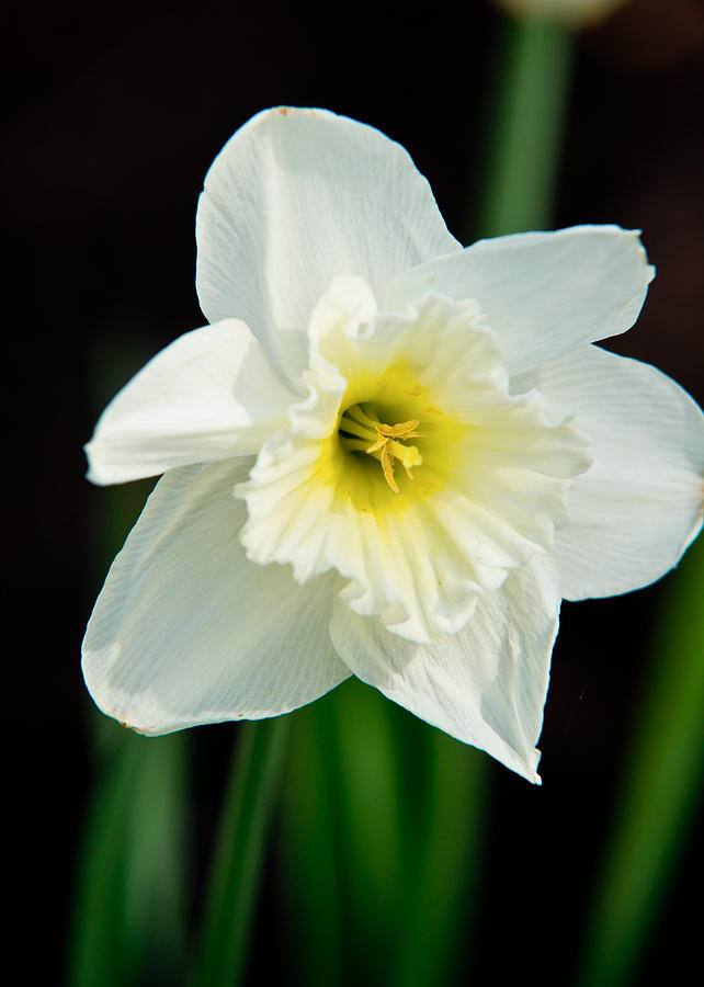 White Daffodil Photograph by Edward Myers | Fine Art America