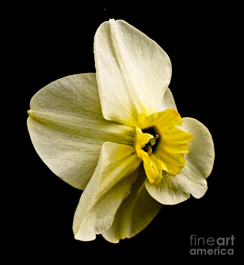 White Daffodil  Photograph by Emilio Lovisa