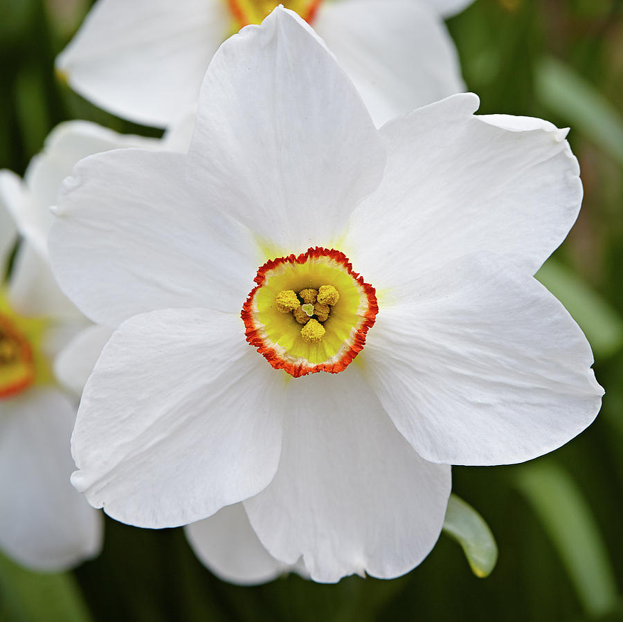 White daffodil Photograph by Garden Gate magazine