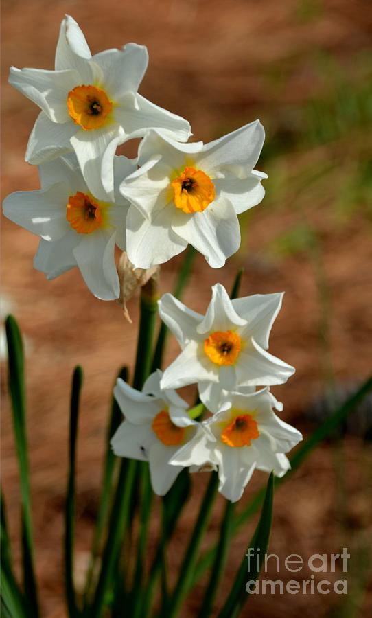 White Daffodil - Georgia Photograph by Adrian De Leon Art and Photography
