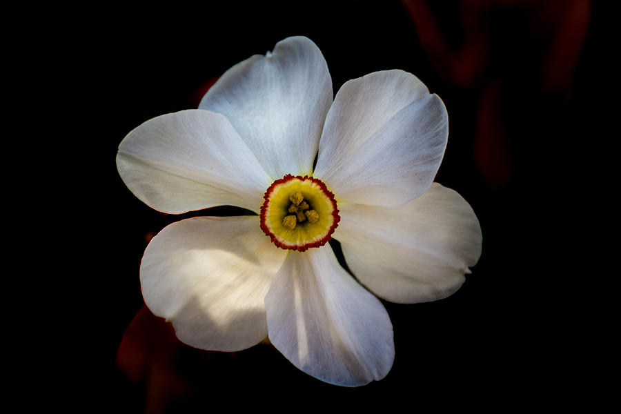 White Daffodil Photograph by Jay Stockhaus