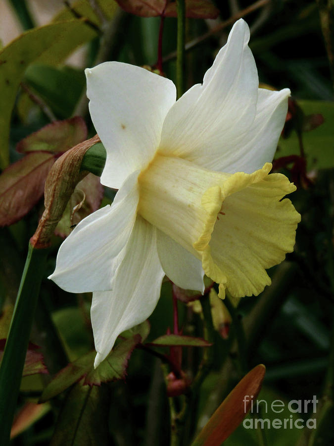 White Daffodil Photograph by Kim Tran