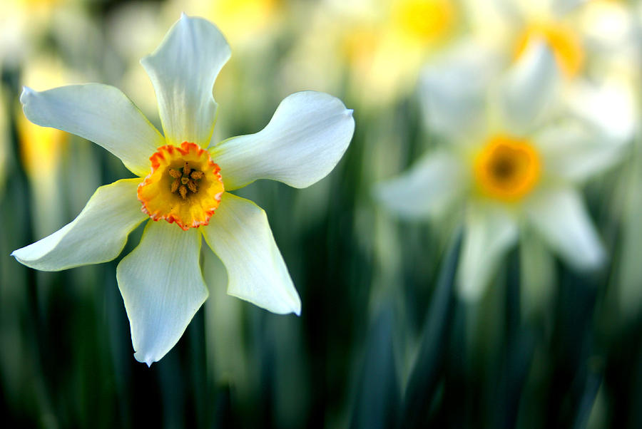 Spring Photograph - White Daffodil by Meredith Work
