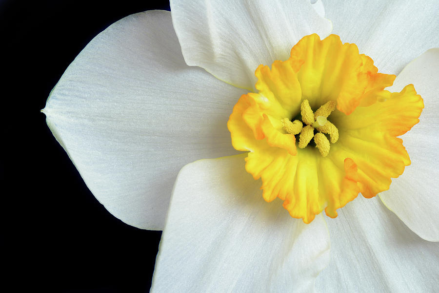 White Daffodil Narcissus Closeup Photograph by John Williams