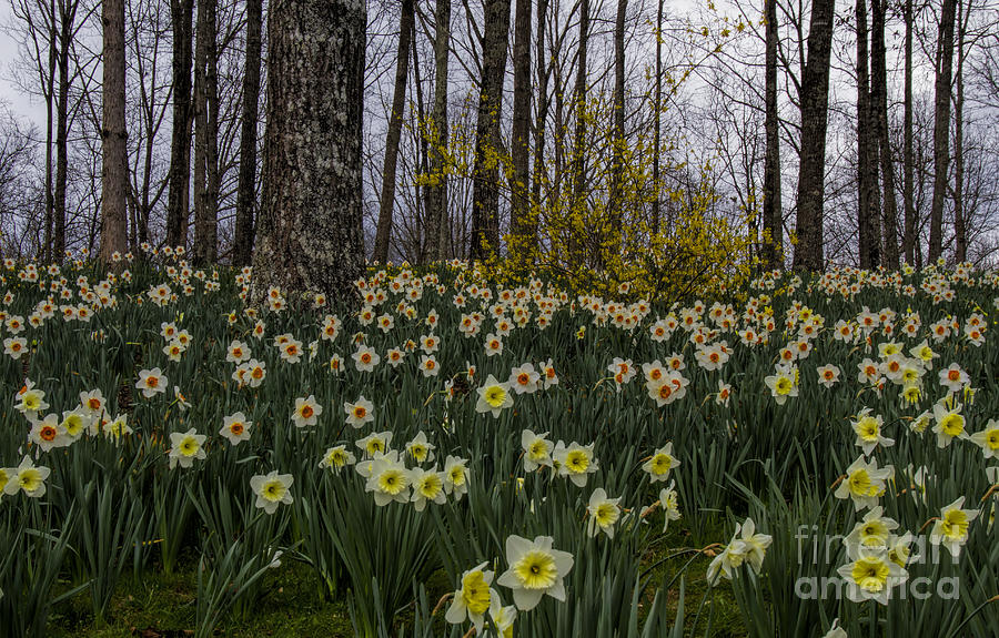 White Daffodils Photograph by Barbara Bowen