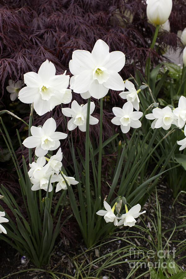 White Daffodils Photograph by Donna L Munro