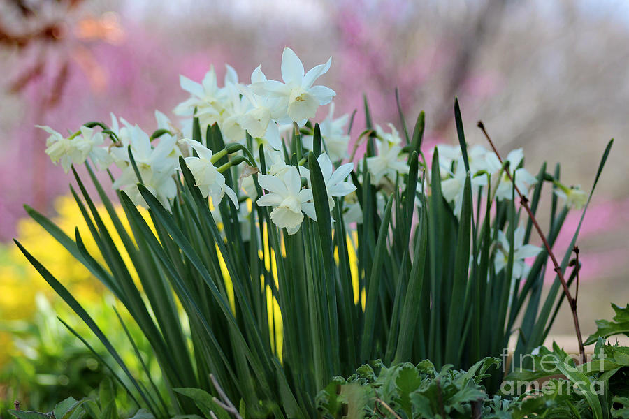 White Daffodils Photograph by Karen Adams