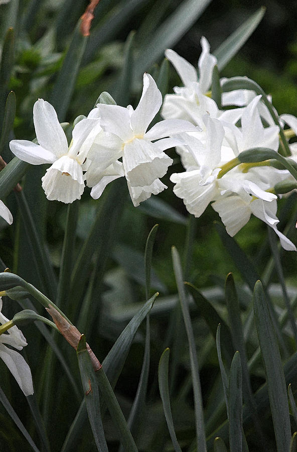 White Daffodils Nodding II Photograph by Suzanne Gaff