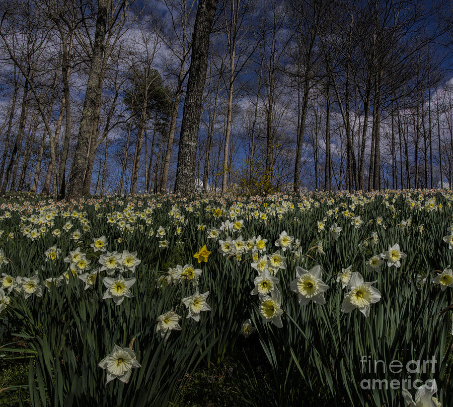 White Daffodils Pano Photograph by Barbara Bowen