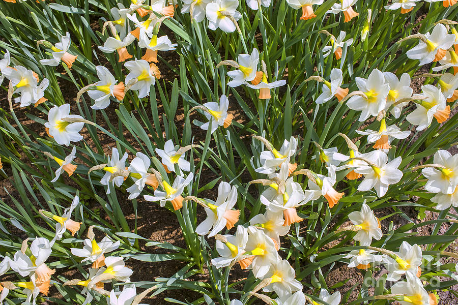 White daffodils Photograph by Patricia Hofmeester
