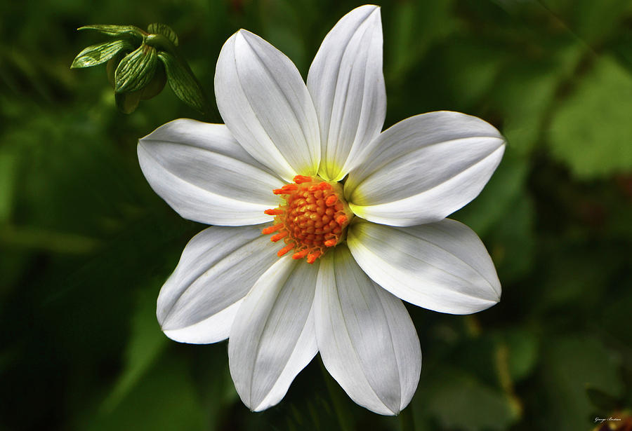 White Dahlia 003 Photograph by George Bostian