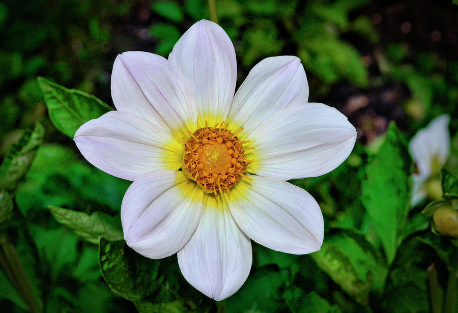 White Dahlia 020 Photograph by George Bostian