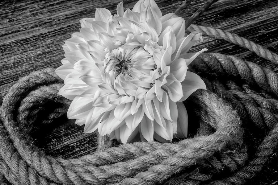 White Dahlia And Old Rope Photograph by Garry Gay