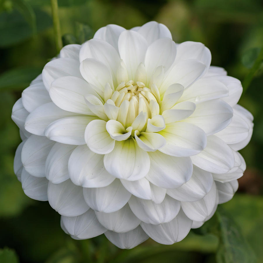 White Dahlia Photograph by Bruce Frye - Fine Art America