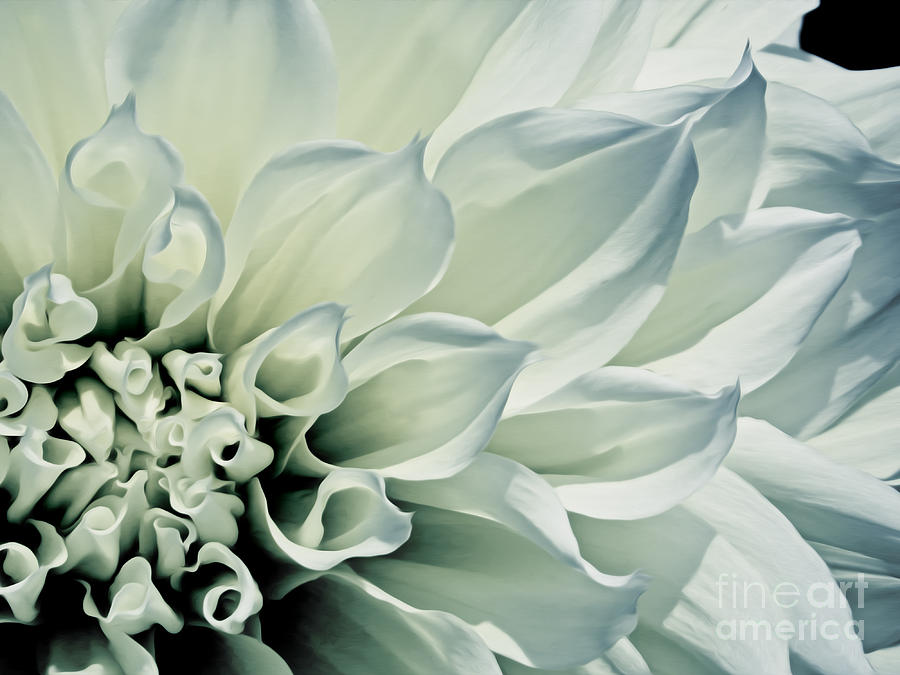 White Dahlia Photograph by Dawn Gari