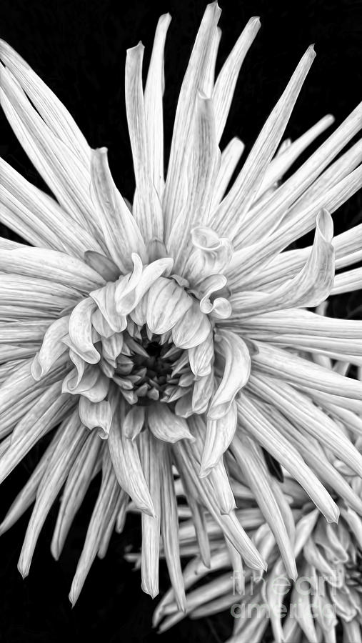 White Dahlia Photograph by Gillian Singleton