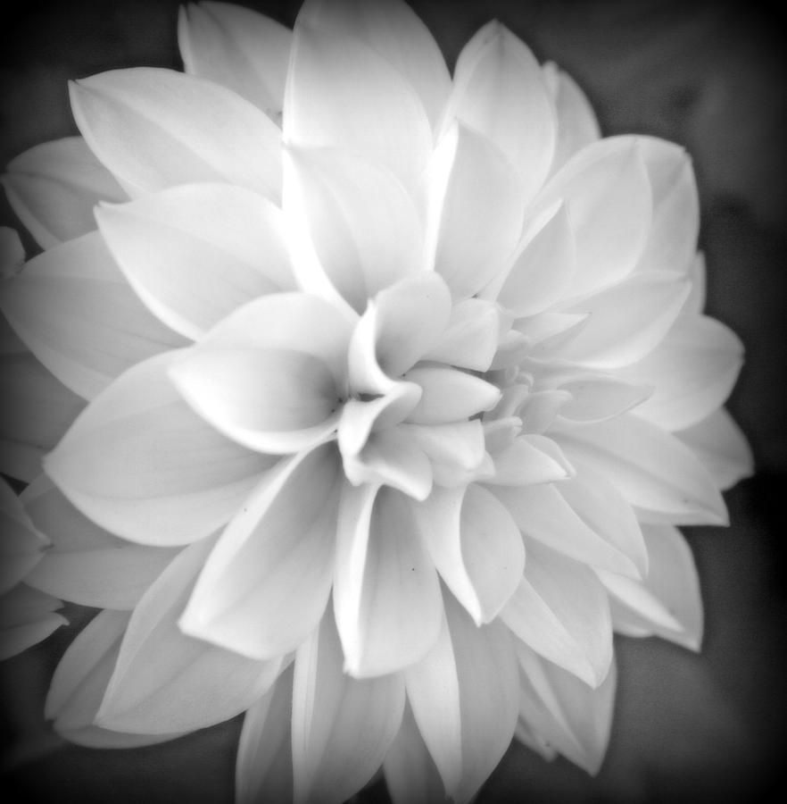 White Dahlia In Black And White Photograph by Kay Novy