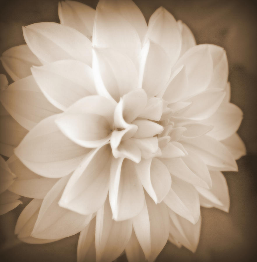 Nature Photograph - White Dahlia In Sepia by Kay Novy