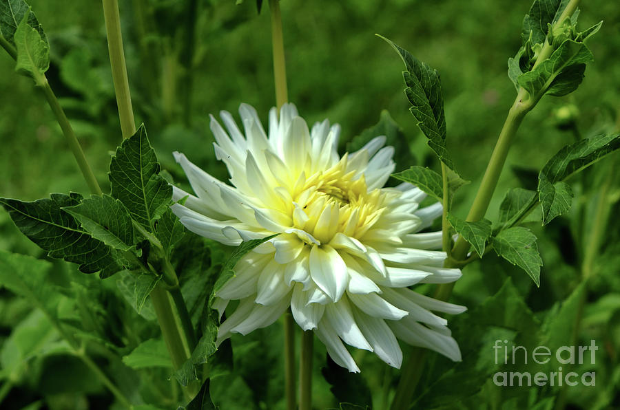 White Dahlia Photograph by Michelle Meenawong