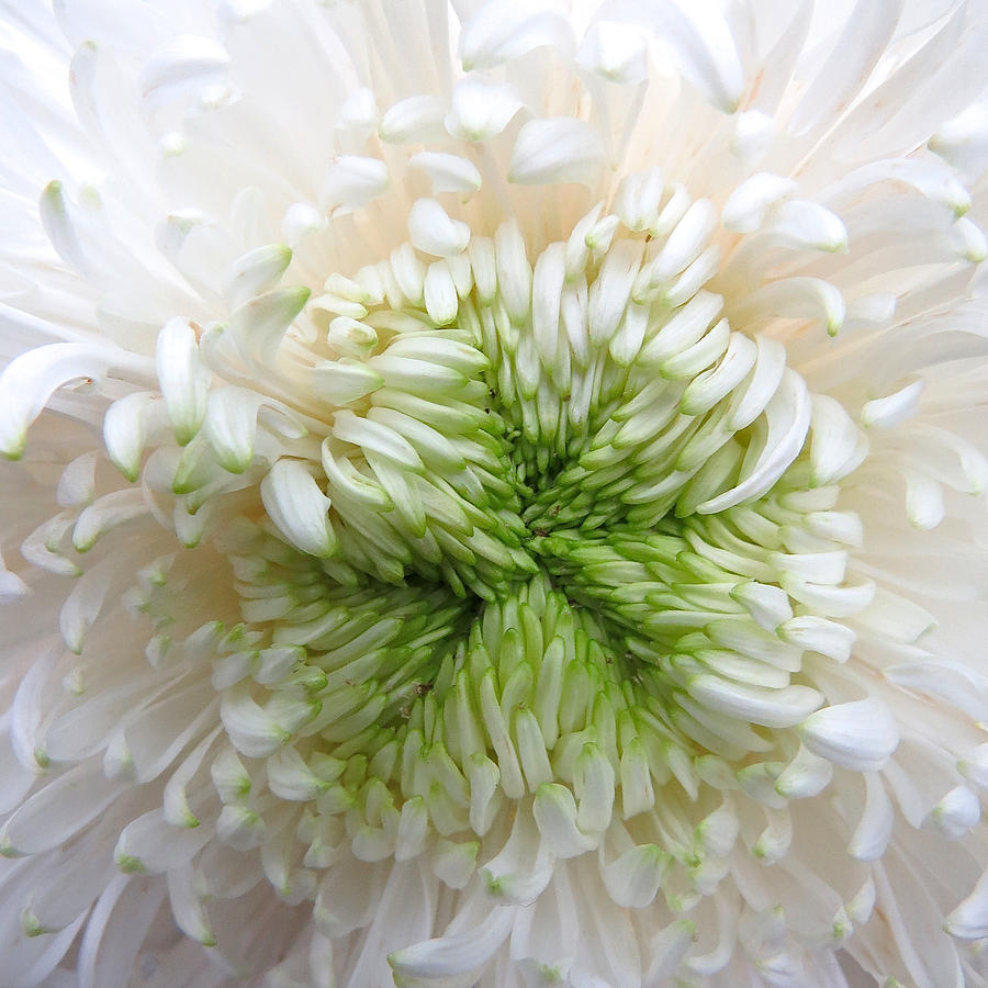 Flowers Still Life Photograph - White Dahlia by Earth Garden Art