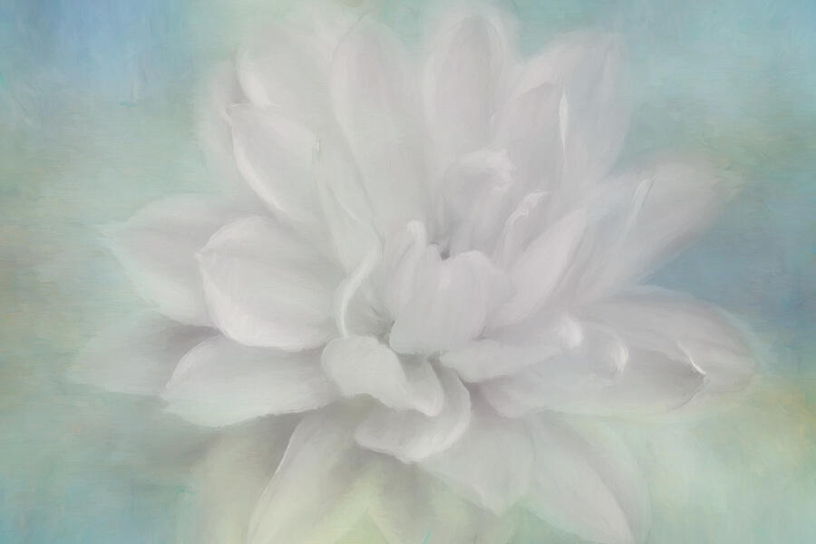 Flower Photograph - White Dahlia Softness by Kim Hojnacki