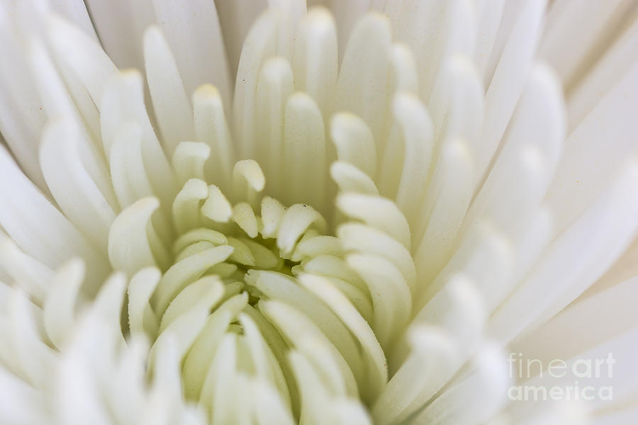 White Dahlia Photograph by Steve Purnell