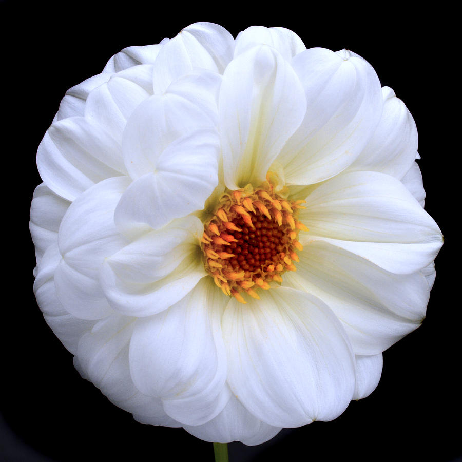 Nature Photograph - White Dahlia by Terence Davis