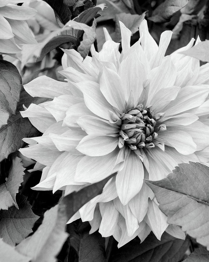 White Dahlia Photograph by Tom Reynen