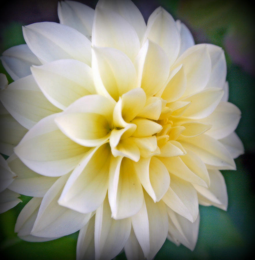 White Dahlia With Yellow Center Photograph by Kay Novy
