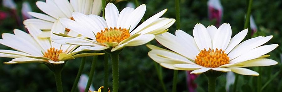 White Daisies Photograph by Bruce Bley