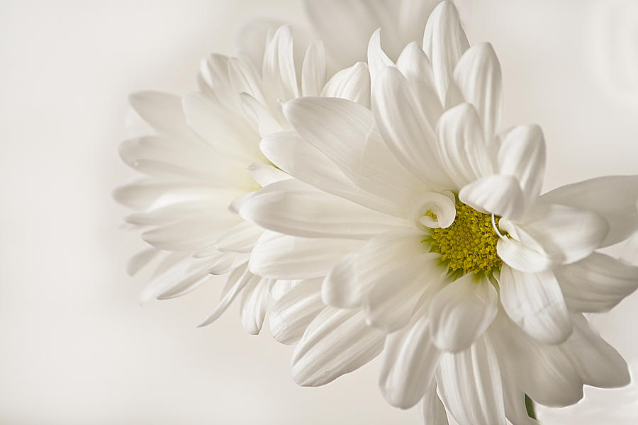 White Daisies Photograph by Cheryl Day