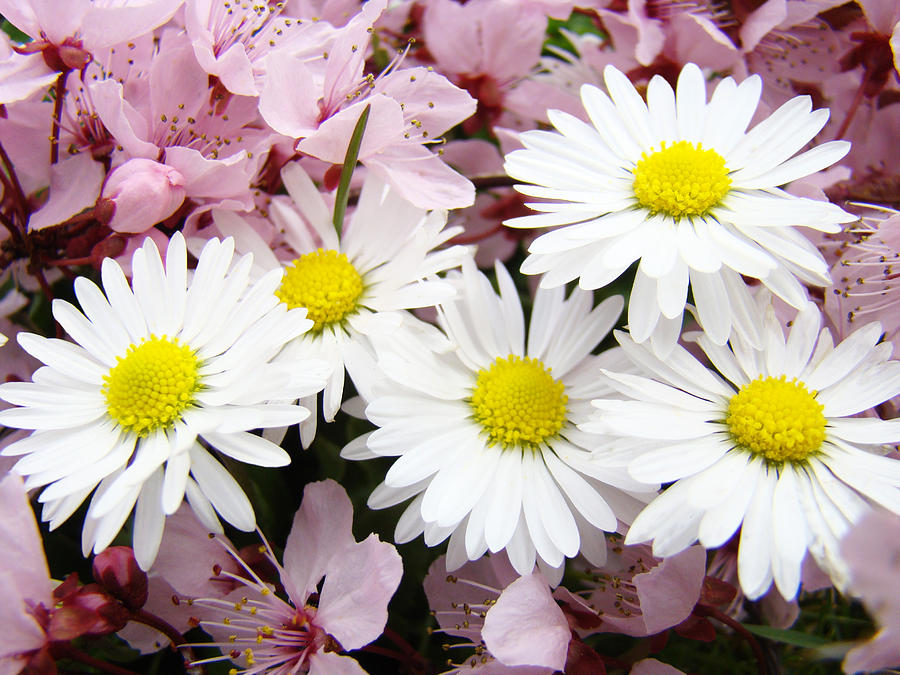 White Daisies Flowers Art Prints Spring Pink Blossoms Baslee Photograph