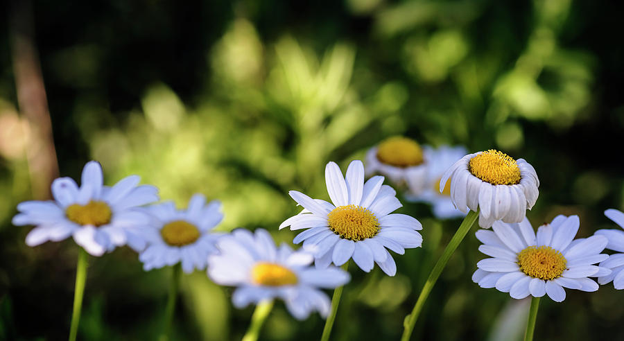 White daisies in a row Photograph by Vishwanath Bhat