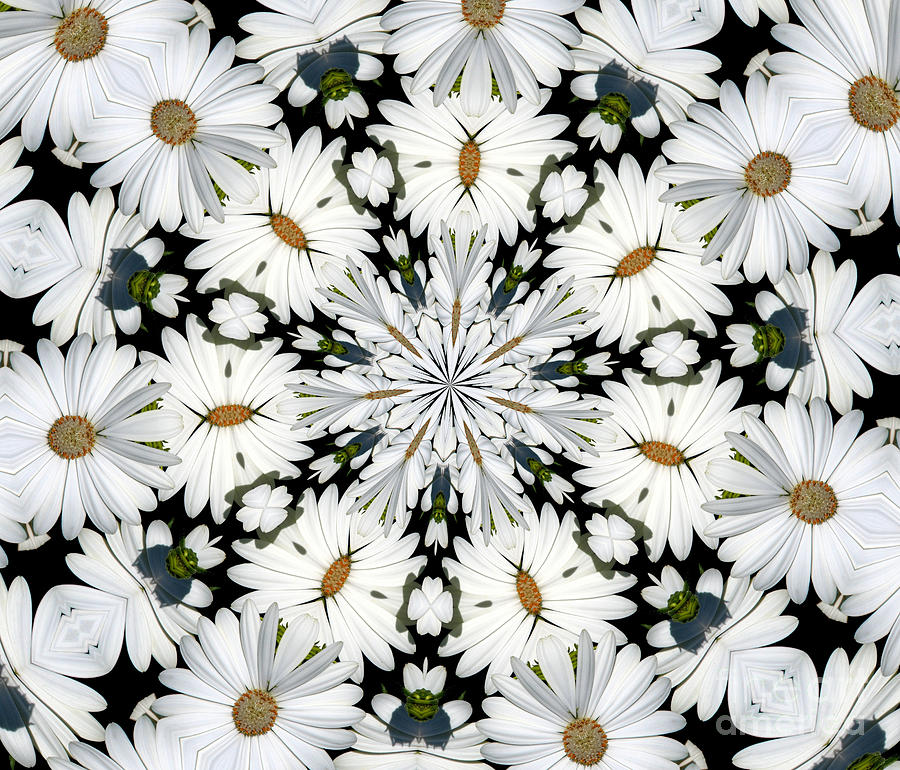 White Daisies Mandala Abstract Photograph by Rose Santuci-Sofranko