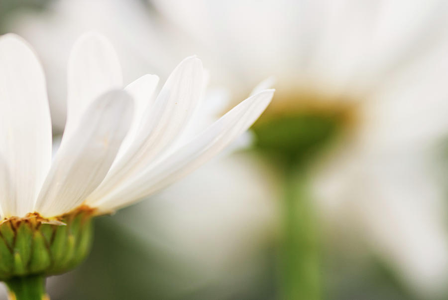 Flower Photograph - White daisy abstract by Vishwanath Bhat