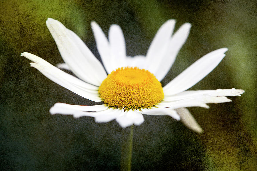 White Daisy Photograph