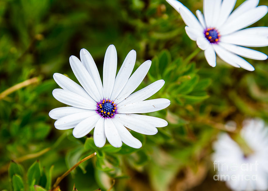 White Daisy Photograph - White Daisy B3799 by Stephen Parker