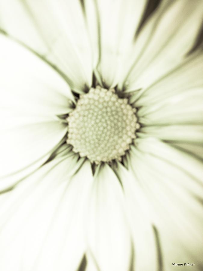 White Daisy Beauty Photograph by Marian Lonzetta