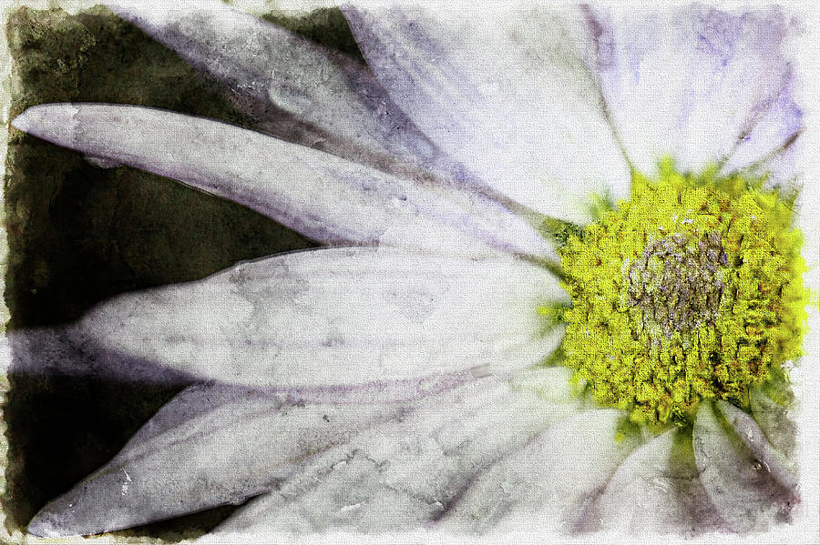 White Daisy Photograph by Bonnie Marquette - Pixels