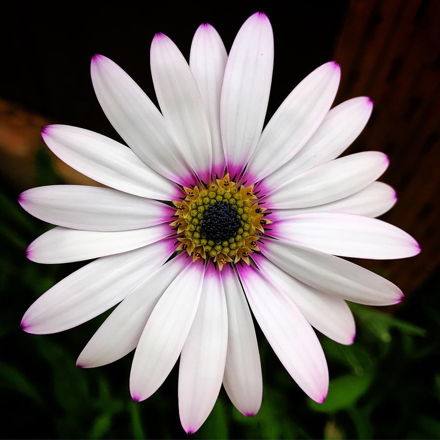 White Daisy Photograph by Brian Eberly