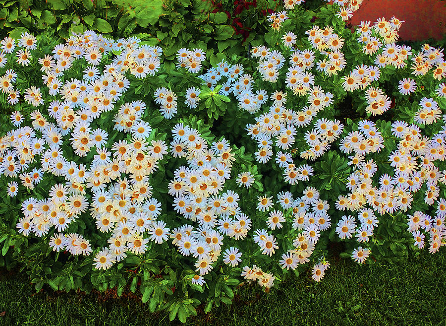 White Daisy Bush Photograph by Roger Bester - Fine Art America